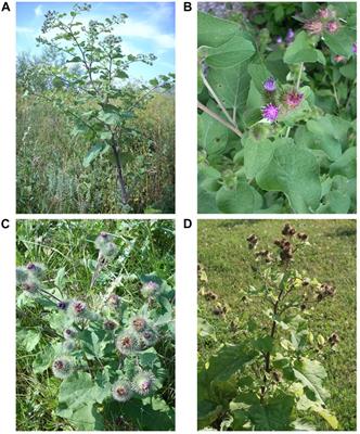 Arctium Species Secondary Metabolites Chemodiversity and Bioactivities